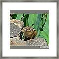 Chipmunk Framed Print