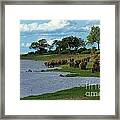 Chobe Landscape Framed Print