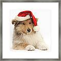Christmas Collie Pup Framed Print