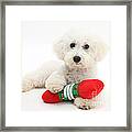 Christmas Dog Framed Print