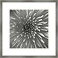 Chrysanthemum In Black And White Framed Print