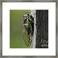 Cicada Framed Print