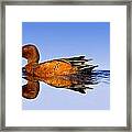 Cinnamon Teal Male Framed Print