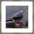 Clark's Nutcracker Framed Print