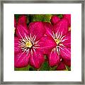Clematis Painting Framed Print
