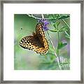 Close-up Butterfly Framed Print