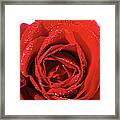 Close-up Of A Red Rose Framed Print