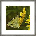 Clouded Sulphur Butterfly Din099 Framed Print