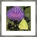 Cloudless Sulphur Butterfly Din159 Framed Print