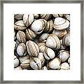 Cockle Shell Background Framed Print