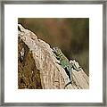 Collared Lizard Framed Print