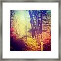 Color My Trees~~~ Framed Print