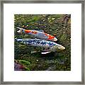 Colored Carp In Fall Pond Framed Print