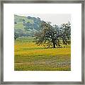 Colorful Blooming Meadow Framed Print