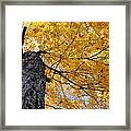Colorful Canopy 130 Framed Print