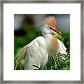 Colorful Cattle Egret Framed Print