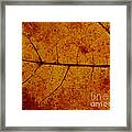 Colors Of Nature 4 Framed Print