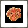 Coloured Sem Of Human Embryo At 8-cell Stage Framed Print