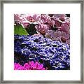 Colours Of Cinearia Framed Print