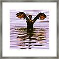 Commerant #bird #commerant #water Framed Print