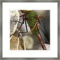 Common Green Darner Dragonfly Framed Print