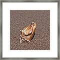 Conch Seashell Framed Print