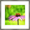 Coneflower In Pink And Green Framed Print