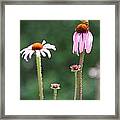 Coneflowers And Butterfly Framed Print