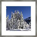 Coniferous Forest In Winter Framed Print