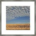 Corn Fields In West Framed Print