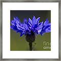 Cornflower Blue Framed Print