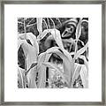 Cornstalks Black And White Framed Print