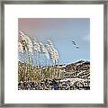 Coronado Island Pampas Grass Framed Print