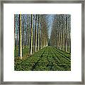 Cottonwood Populus Sp Plantation, France Framed Print