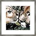 Cougar Kiss Framed Print