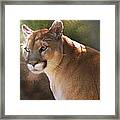 Cougar Framed Print