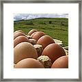 Country Fresh Framed Print