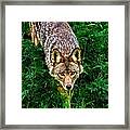 Coyote Framed Print