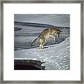 Coyote Canis Latrans Pouncing On Small Framed Print