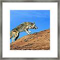 Coyote Climbs Mountain Framed Print