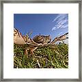 Crab In Defensive Posture Silaka Nature Framed Print