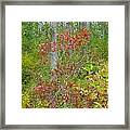 Cranberries With Early Autumn Colors Framed Print