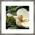 Creamy Magnolia Framed Print