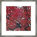 Crimson Leaves Framed Print