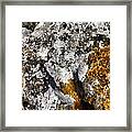 Cumbrian Lichens Framed Print
