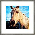 Curious Horse Framed Print