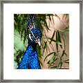 Curious Peacock Framed Print