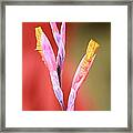 Cusp Of Emergence Framed Print