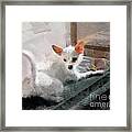 Cute Little Maggie May Framed Print
