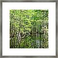 Cypress Lake Framed Print